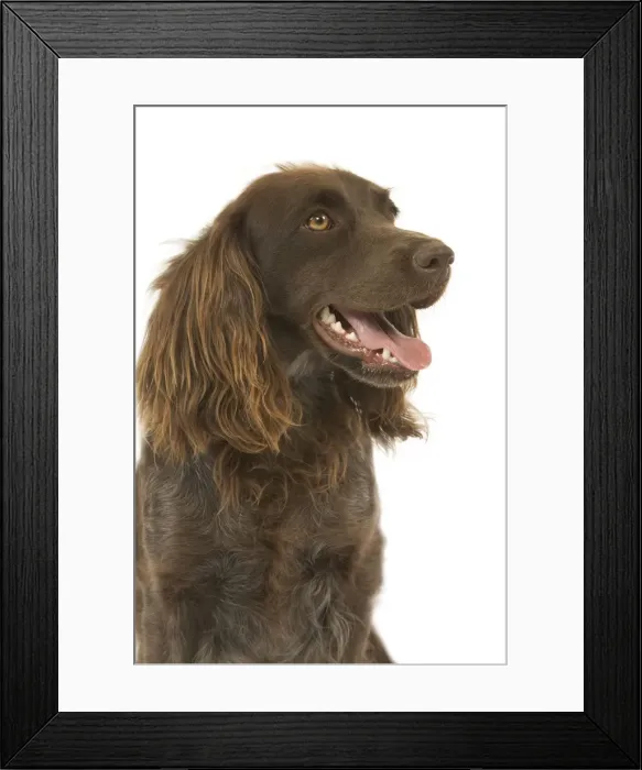 Framed Print : Dog - Epagneul de Saint-Usuge. Also know as Saint Usuge Spaniel Framed Print : Dog - Epagneul de Saint-Usuge. Also know as Saint Usuge Spaniel