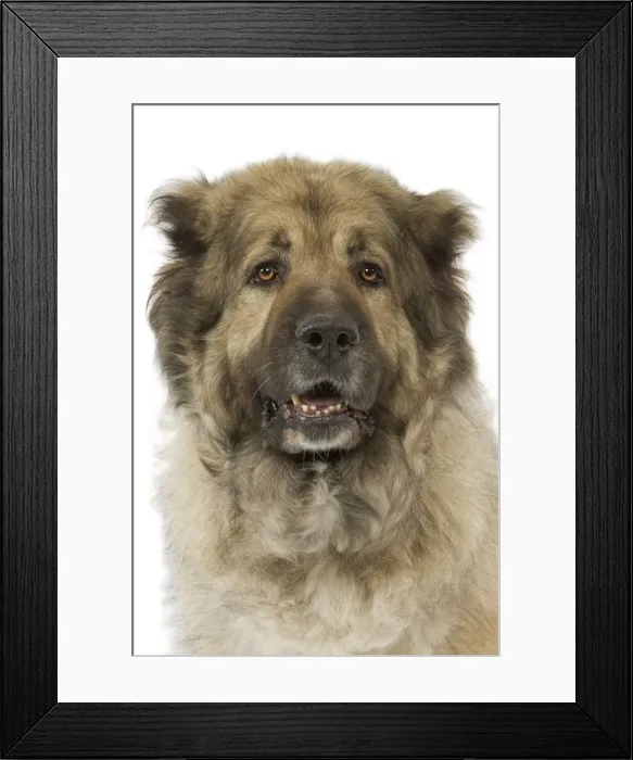 Framed Print : Berger du Caucase. Also know as Caucasian Shepherd Dog / Mountain Dog Framed Print : Berger du Caucase. Also know as Caucasian Shepherd Dog / Mountain Dog