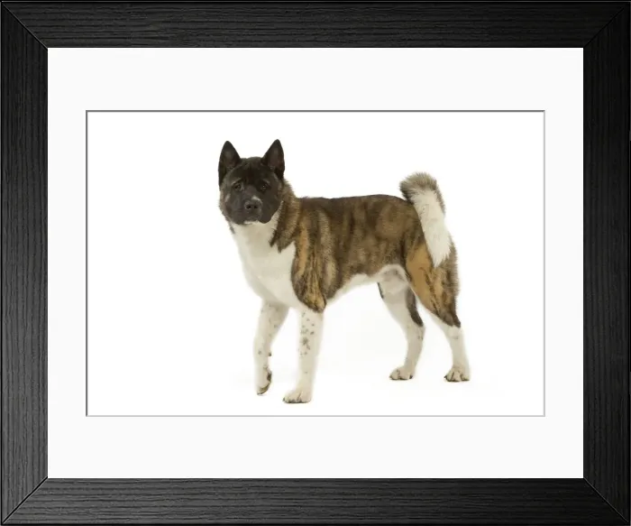 Framed Print : Dog - American Akita Framed Print : Dog - American Akita