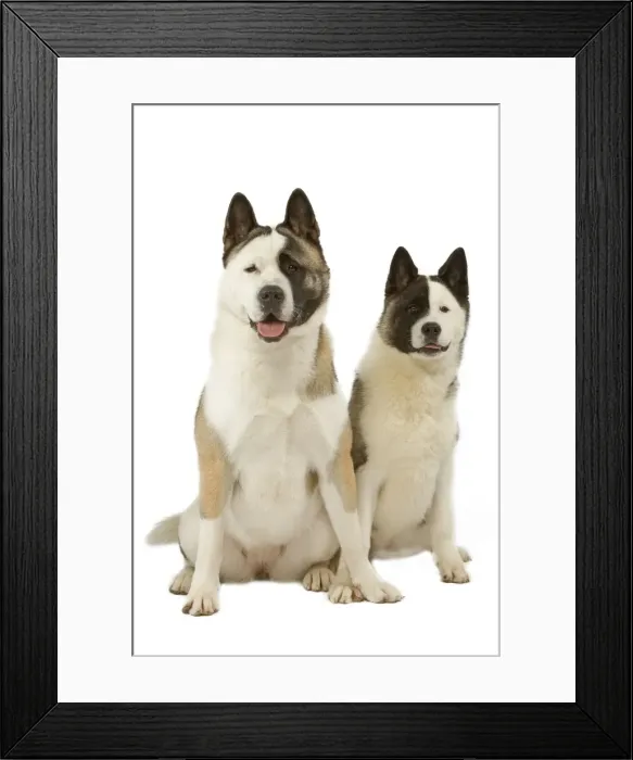 Framed Print : Dog - American Akitas