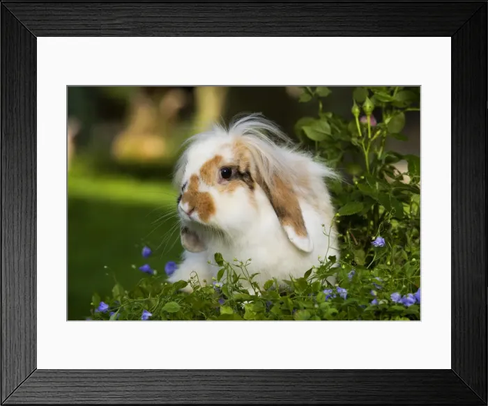 Framed Print : Dwarf lop rabbit - in garden Framed Print : Dwarf lop rabbit - in garden