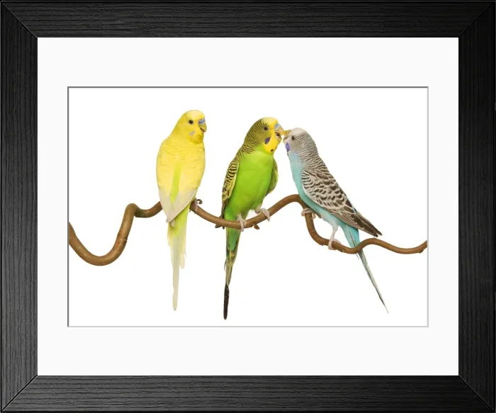 Framed Print : Budgerigars - three on branch Framed Print : Budgerigars - three on branch