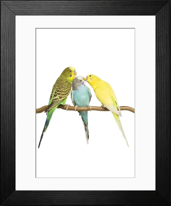 Framed Print : Budgerigars - three on branch Framed Print : Budgerigars - three on branch