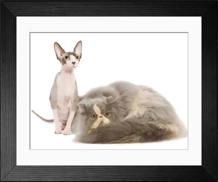 Framed Print : Cats - Persian & Spinx in studio Framed Print : Cats - Persian & Spinx in studio