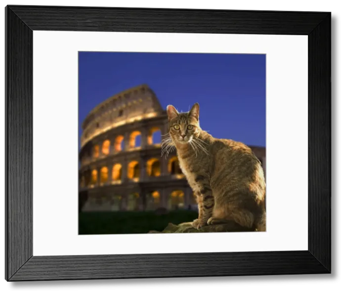 Framed Print : Cat - at night sitting by Coliseum in Rome - Greece Framed Print : Cat - at night sitting by Coliseum in Rome - Greece
