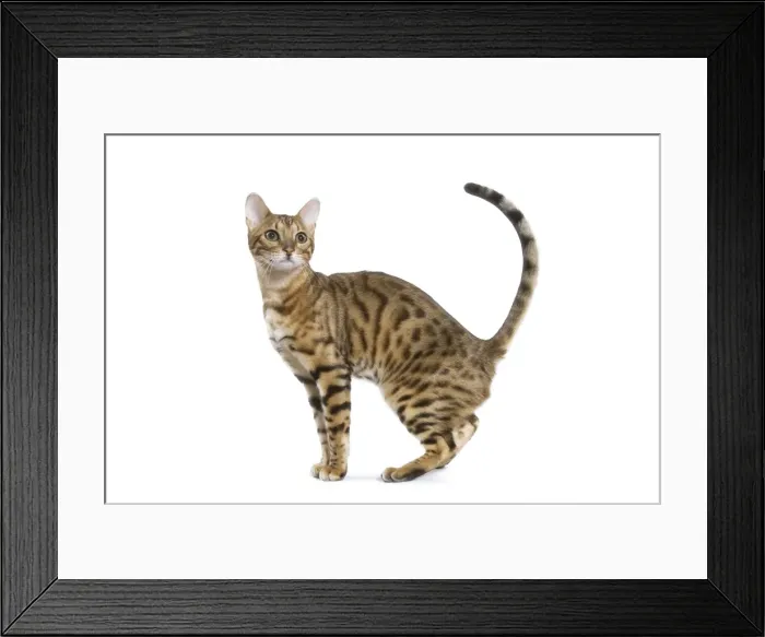 Framed Print : Bengal Cat - in studio Framed Print : Bengal Cat - in studio
