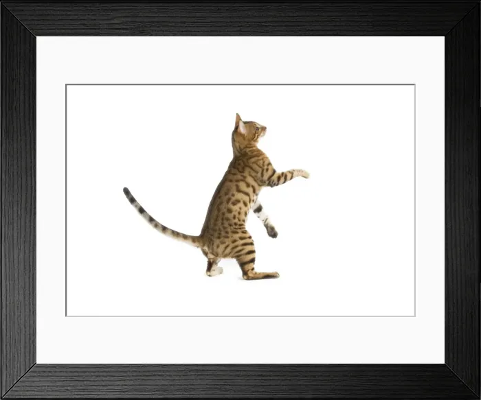Framed Print : Bengal Cat - on hind legs in studio Framed Print : Bengal Cat - on hind legs in studio