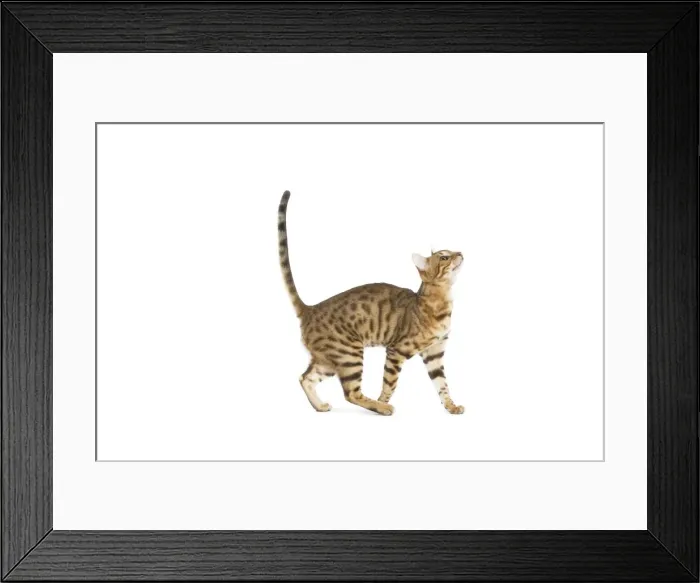 Framed Print : Bengal Cat - in studio Framed Print : Bengal Cat - in studio