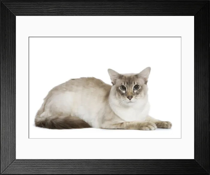 Framed Print : Balinese Cat - Blue silver tabby point