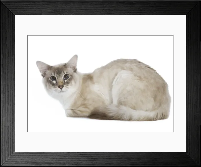 Framed Print : Balinese Cat - Blue silver tabby point Framed Print : Balinese Cat - Blue silver tabby point