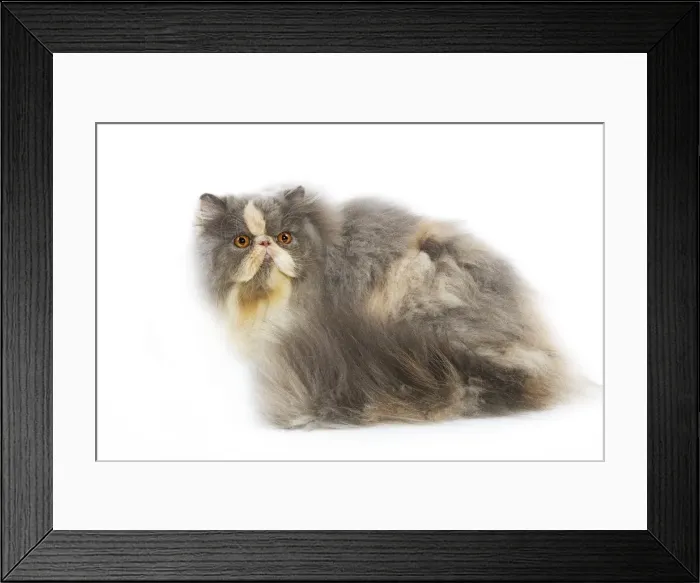 Framed Print : Persian Cat - in studio Framed Print : Persian Cat - in studio
