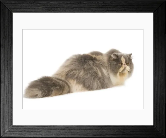 Framed Print : Persian Cat - in studio Framed Print : Persian Cat - in studio