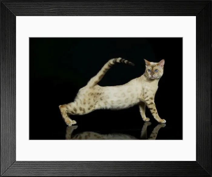 Framed Print : Bengal Cat - snow