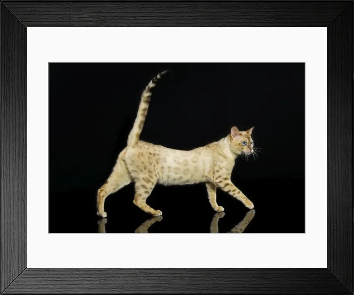 Framed Print : Bengal Cat - snow colouring