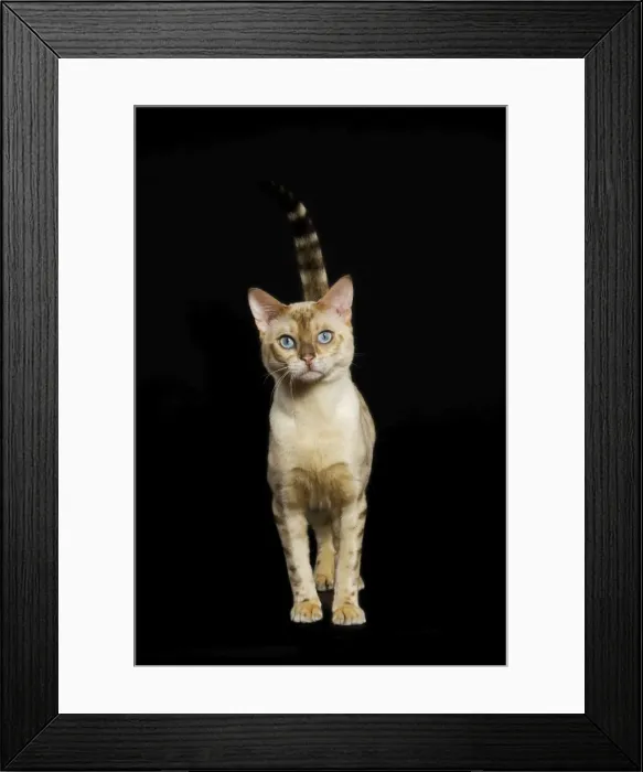 Framed Print : Bengal Cat - snow colouring Framed Print : Bengal Cat - snow colouring