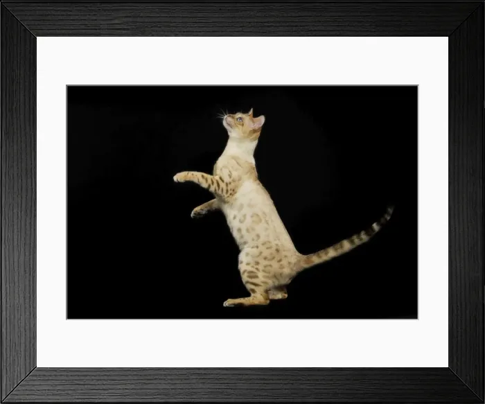 Framed Print : Bengal Cat - snow colouring - on hind legs Framed Print : Bengal Cat - snow colouring - on hind legs