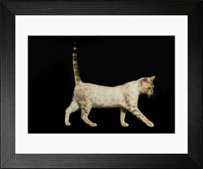 Framed Print : Bengal Cat - snow colouring - walking Framed Print : Bengal Cat - snow colouring - walking