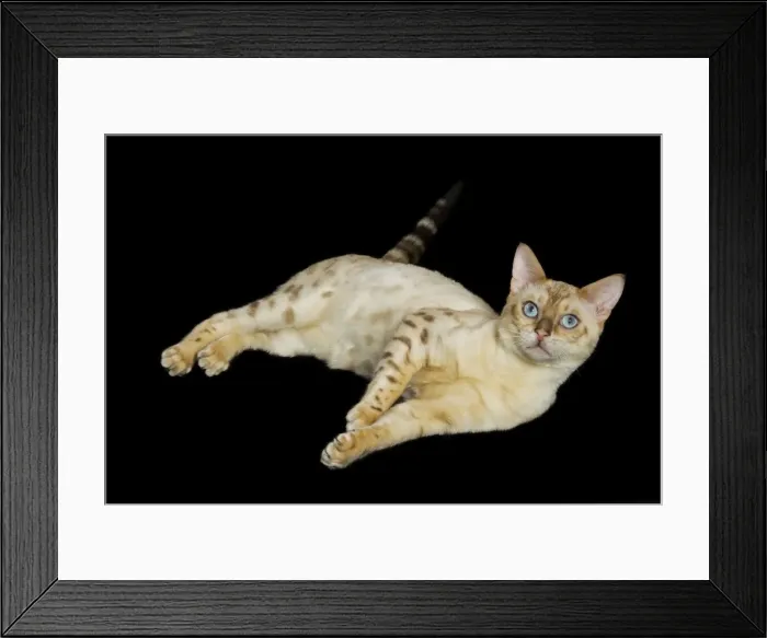 Framed Print : Bengal Cat - snow colouring - lying Framed Print : Bengal Cat - snow colouring - lying