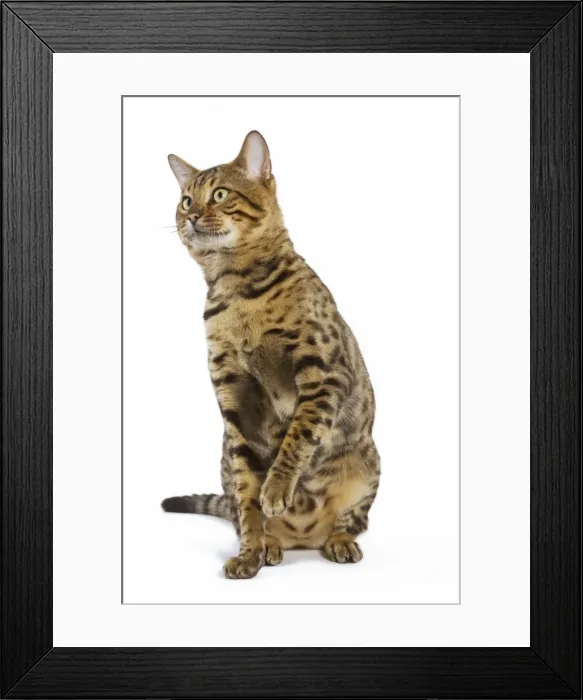 Framed Print : Cat - Bengal brown spotted sitting in studio Framed Print : Cat - Bengal brown spotted sitting in studio