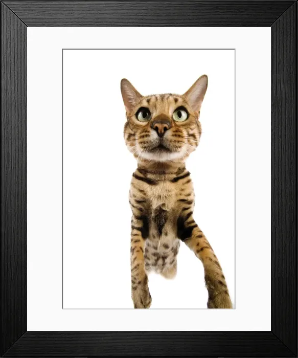 Framed Print : Cat - Bengal brown spotted stretching up to camera - fish-eye lense Framed Print : Cat - Bengal brown spotted stretching up to camera - fish-eye lense