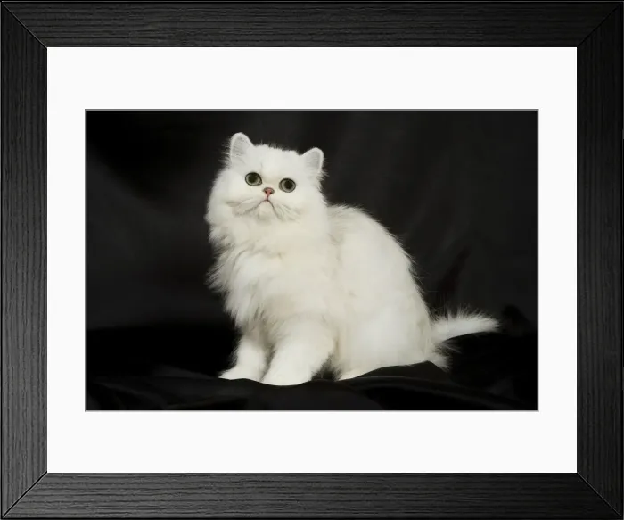 Framed Print : Chinchilla Persian Cat - kitten Framed Print : Chinchilla Persian Cat - kitten