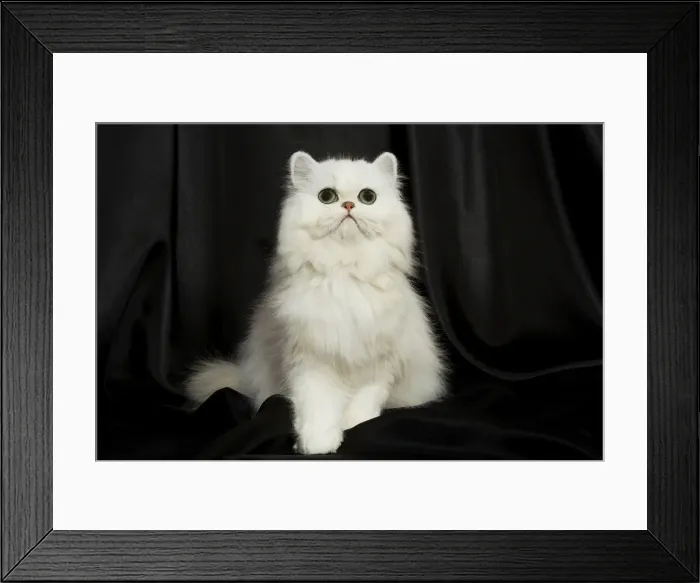 Framed Print : Chinchilla Persian Cat - kitten Framed Print : Chinchilla Persian Cat - kitten