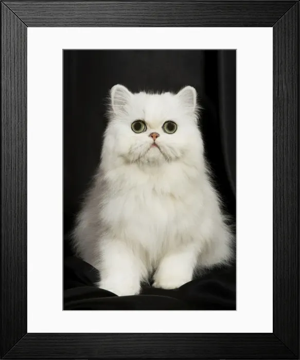 Framed Print : Chinchilla Persian Cat - kitten Framed Print : Chinchilla Persian Cat - kitten