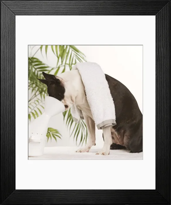 Framed Print : Dog - Boston Terrier - receiving steam therapy pet pampering Framed Print : Dog - Boston Terrier - receiving steam therapy pet pampering