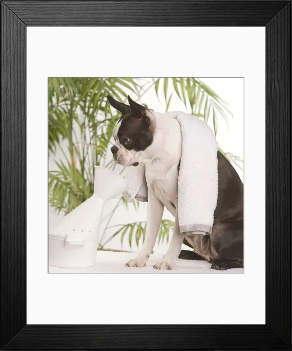 Framed Print : Dog - Boston Terrier - receiving steam therapy pet pampering Framed Print : Dog - Boston Terrier - receiving steam therapy pet pampering