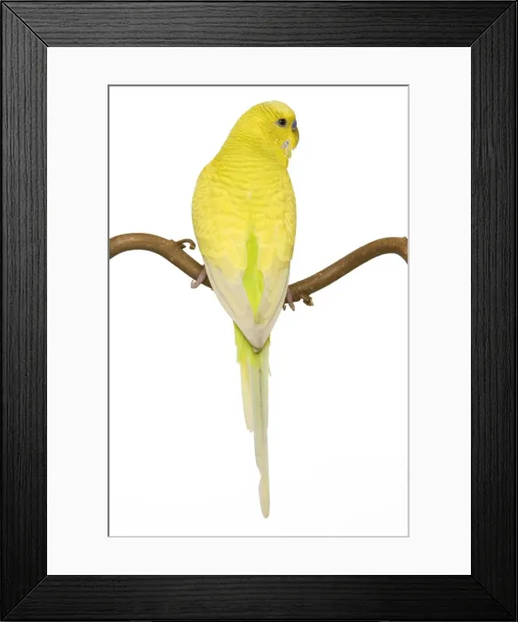 Framed Print : Budgerigars - on perch - backview