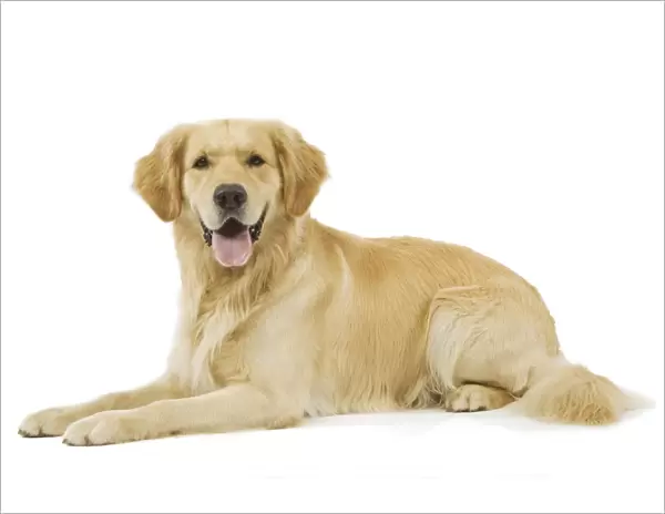 Dog - Golden Retriever in studio
