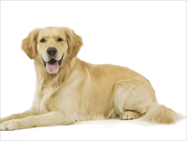 Dog - Golden Retriever in studio