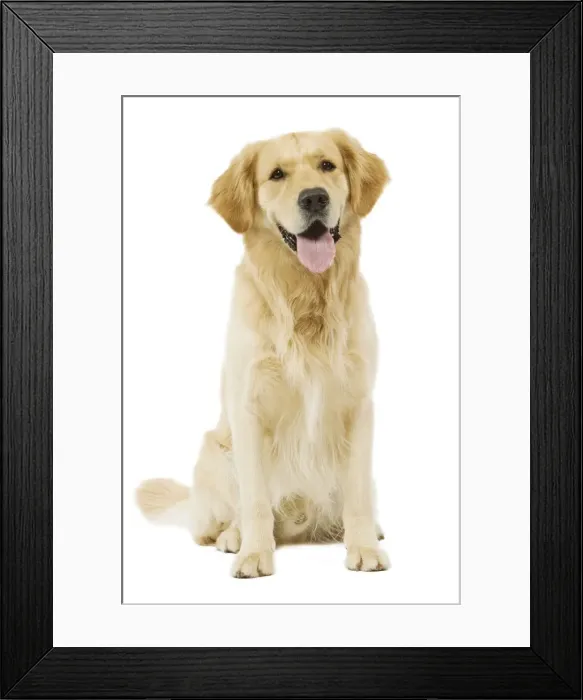 Framed Print : Dog - Golden Retriever in studio