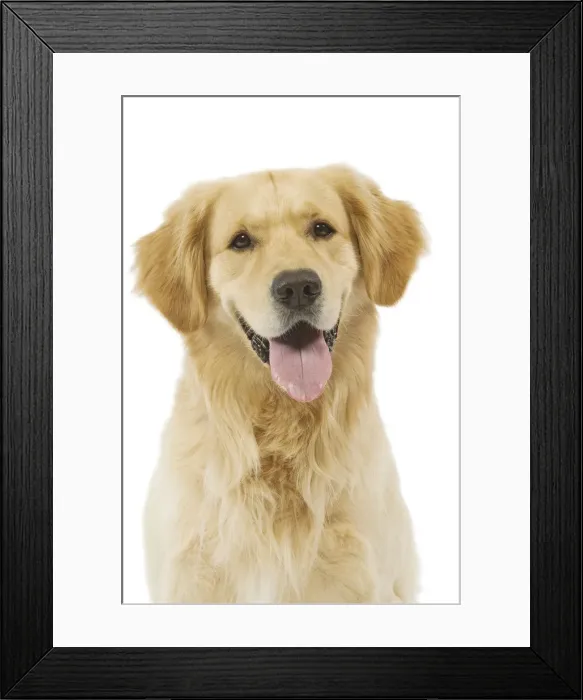 Framed Print : Dog - Golden Retriever in studio Framed Print : Dog - Golden Retriever in studio