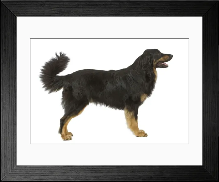 Framed Print : Dog - Hovawart in studio Framed Print : Dog - Hovawart in studio