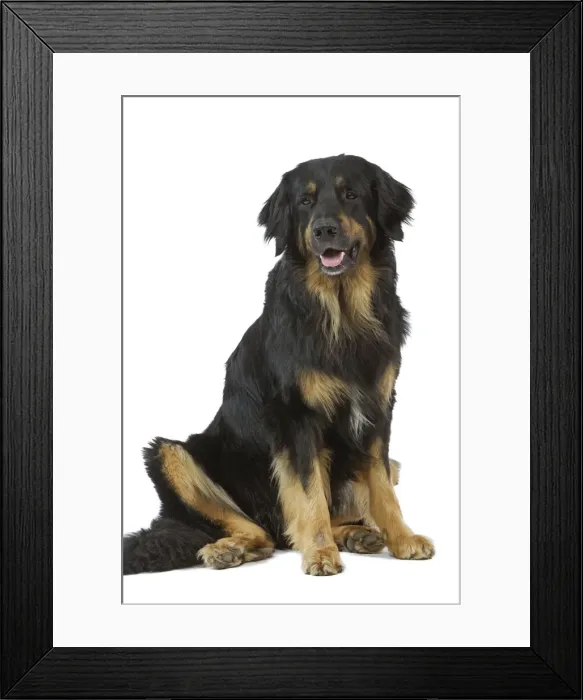 Framed Print : Dog - Hovawart in studio Framed Print : Dog - Hovawart in studio