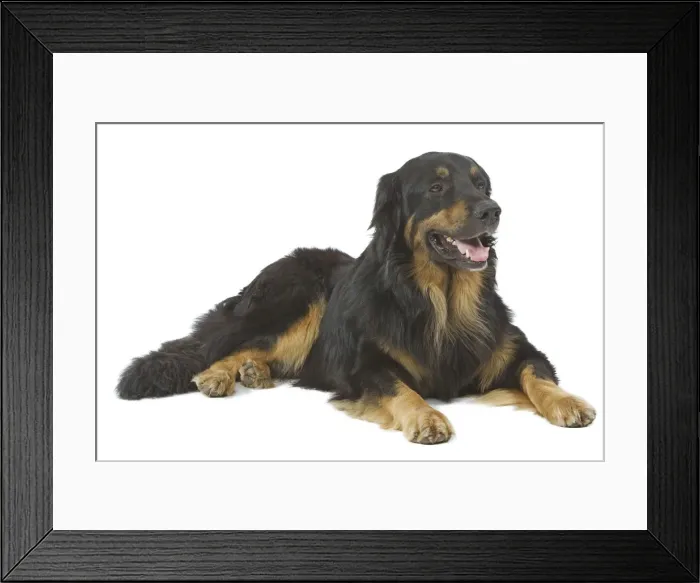 Framed Print : Dog - Hovawart in studio Framed Print : Dog - Hovawart in studio