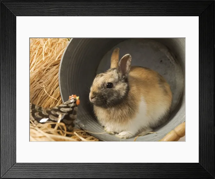 Framed Print : Dwarf Rabbit - sheltering in metal bucket Framed Print : Dwarf Rabbit - sheltering in metal bucket