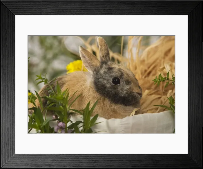 Framed Print : Dwarf Rabbit Framed Print : Dwarf Rabbit