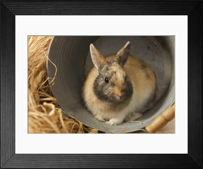 Framed Print : Dwarf Rabbit - sheltering in metal bucket Framed Print : Dwarf Rabbit - sheltering in metal bucket
