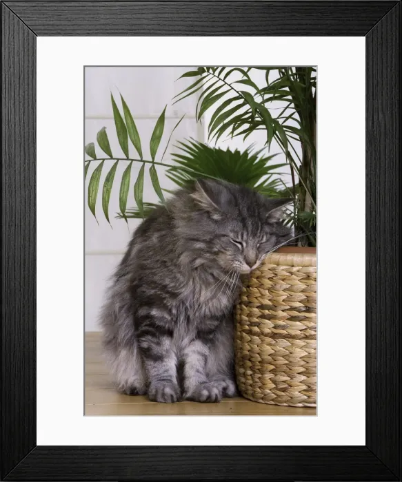 Framed Print : Cat - Norwegian Forest Silver Tabby Mackerel & White - brushing against pot plant Framed Print : Cat - Norwegian Forest Silver Tabby Mackerel & White - brushing against pot plant