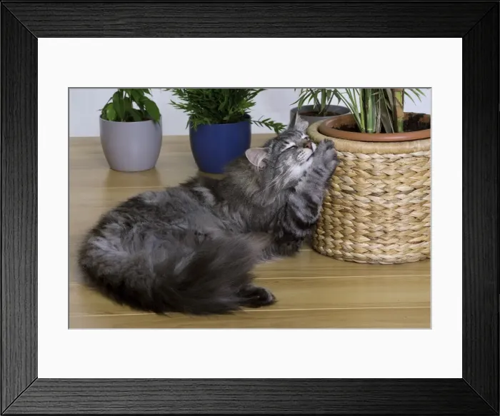 Framed Print : Cat - Norwegian Forest Silver Tabby Mackerel & White - playing with plant pot Framed Print : Cat - Norwegian Forest Silver Tabby Mackerel & White - playing with plant pot