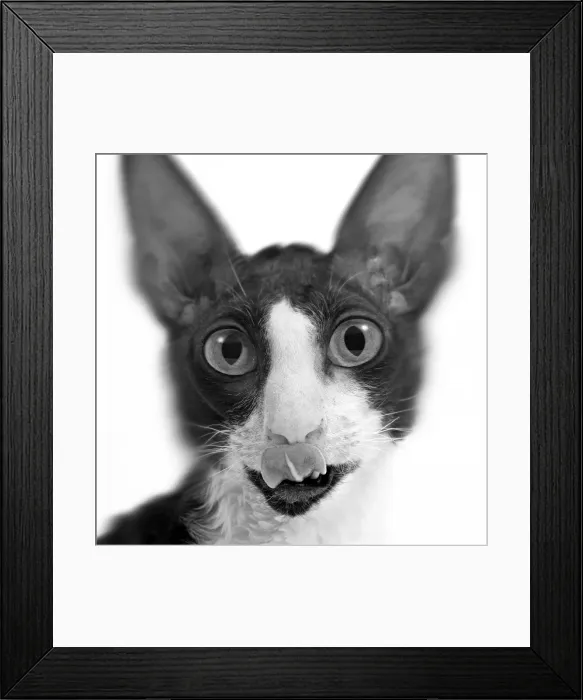 Framed Print : Cat - Rex Cornish - close-up of face. Black & White Framed Print : Cat - Rex Cornish - close-up of face. Black & White