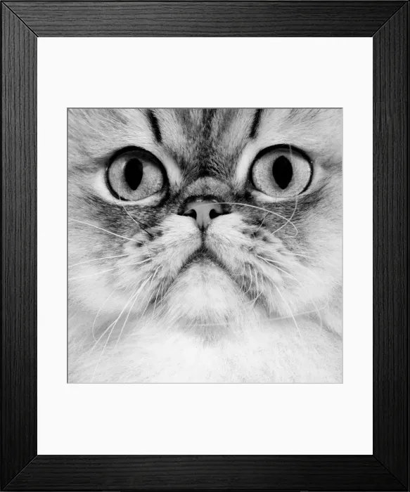 Framed Print : Cat - Persian golden Shaded - black & white Framed Print : Cat - Persian golden Shaded - black & white