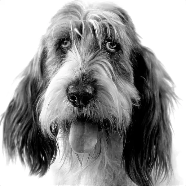 Dog - Grand basset griffon vendeen - black & white