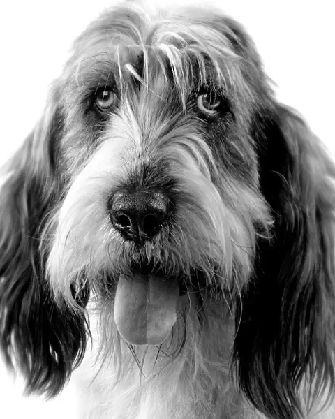 Dog - Grand basset griffon vendeen - black & white