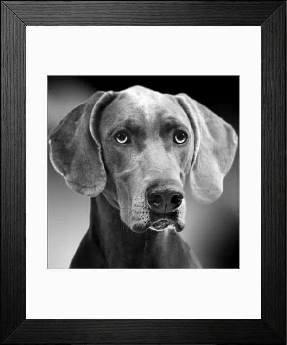 Framed Print : Dog - Weimaraner. Black & White Framed Print : Dog - Weimaraner. Black & White
