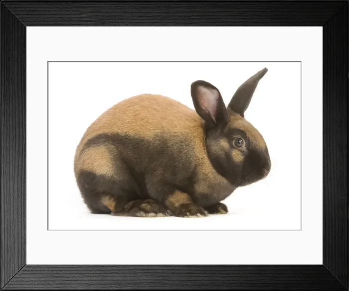 Framed Print : Thuringer Rabbit - in studio Tattoo removed from ear Framed Print : Thuringer Rabbit - in studio Tattoo removed from ear