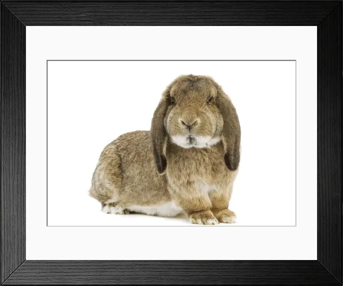 Framed Print : Rabbit - French Lop / Belier Francais. In studio Framed Print : Rabbit - French Lop / Belier Francais. In studio