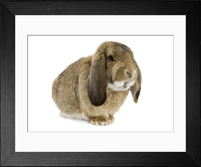 Framed Print : Rabbit - French Lop / Belier Francais. In studio Framed Print : Rabbit - French Lop / Belier Francais. In studio